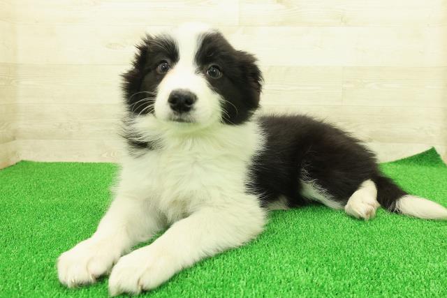 茨城県のボーダーコリー (Coo&RIKU日立店/2025年11月20日生まれ/女の子/ブラックホワイト)の子犬の2枚目の画像
