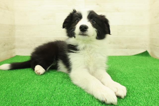茨城県のボーダーコリー (Coo&RIKU日立店/2025年11月20日生まれ/女の子/ブラックホワイト)の子犬の3枚目の画像