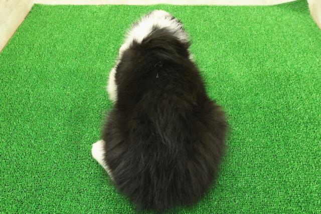 茨城県のボーダーコリー (Coo&RIKU日立店/2025年11月20日生まれ/女の子/ブラックホワイト)の子犬の4枚目の画像