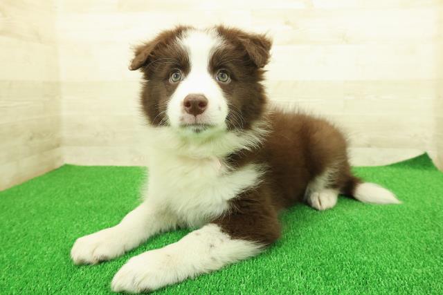 埼玉県のボーダーコリー (Coo&RIKU川越店/2025年11月20日生まれ/女の子/チョコレートホワイト)の子犬の2枚目の画像