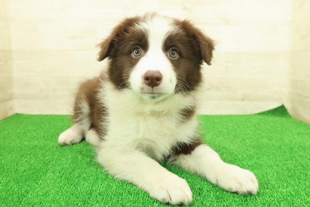 埼玉県のボーダーコリー (Coo&RIKU川越店/2025年11月20日生まれ/女の子/チョコレートホワイト)の子犬の3枚目の画像