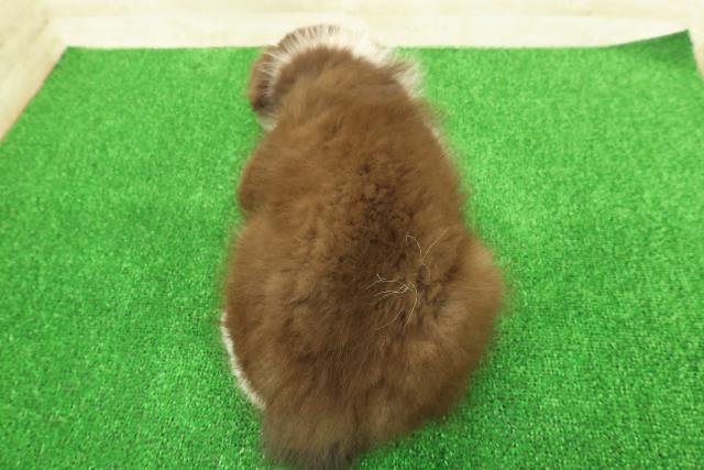 埼玉県のボーダーコリー (Coo&RIKU川越店/2025年11月20日生まれ/女の子/チョコレートホワイト)の子犬の4枚目の画像