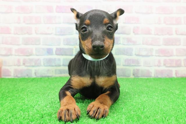 栃木県のトイマンチェスターテリア (Coo&RIKUFKDインターパーク店/2025年11月26日生まれ/男の子/ブラックタン)の子犬の1枚目の画像