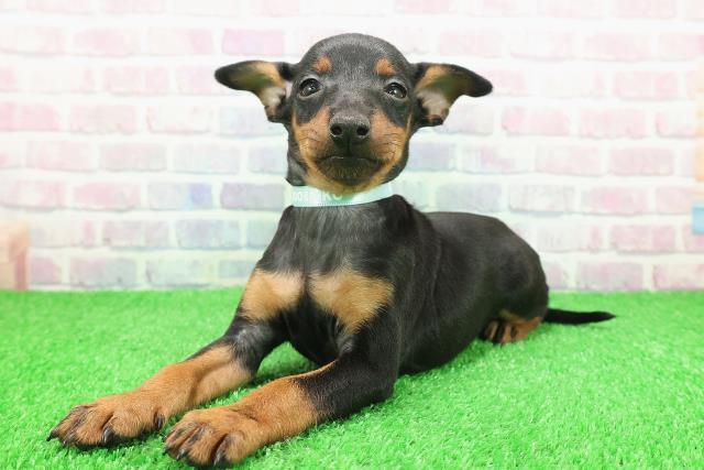 栃木県のトイマンチェスターテリア (Coo&RIKUFKDインターパーク店/2025年11月26日生まれ/男の子/ブラックタン)の子犬の2枚目の画像