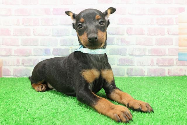 栃木県のトイマンチェスターテリア (Coo&RIKUFKDインターパーク店/2025年11月26日生まれ/男の子/ブラックタン)の子犬の3枚目の画像