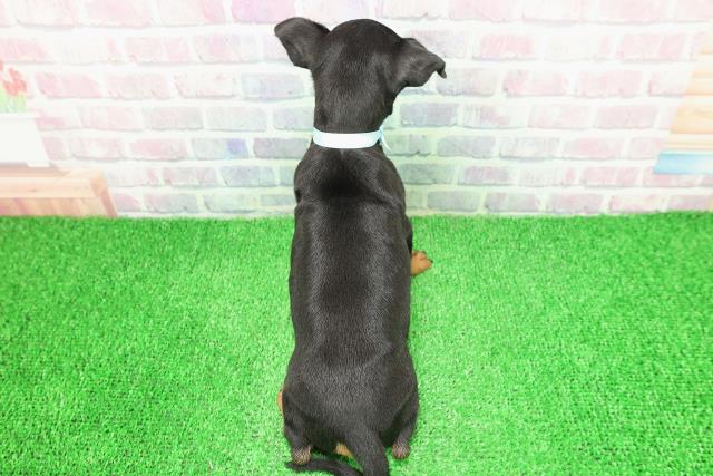 栃木県のトイマンチェスターテリア (Coo&RIKUFKDインターパーク店/2025年11月26日生まれ/男の子/ブラックタン)の子犬の4枚目の画像