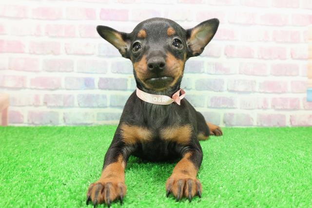 栃木県のトイマンチェスターテリア (Coo&RIKU宇都宮店/2025年11月26日生まれ/女の子/ブラックタン)の子犬の1枚目の画像