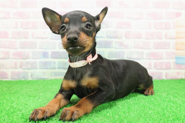 栃木県のトイマンチェスターテリア (Coo&RIKU宇都宮店/2025年11月26日生まれ/女の子/ブラックタン)の子犬の2枚目の画像