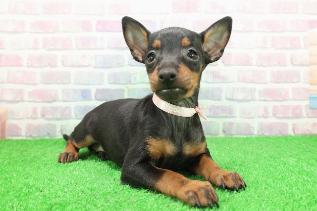 栃木県のトイマンチェスターテリア (Coo&RIKU宇都宮店/2025年11月26日生まれ/女の子/ブラックタン)の子犬の3枚目の画像