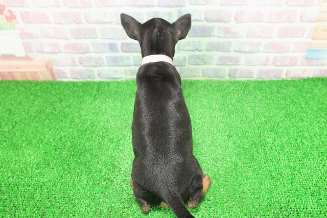 栃木県のトイマンチェスターテリア (Coo&RIKU宇都宮店/2025年11月26日生まれ/女の子/ブラックタン)の子犬の4枚目の画像