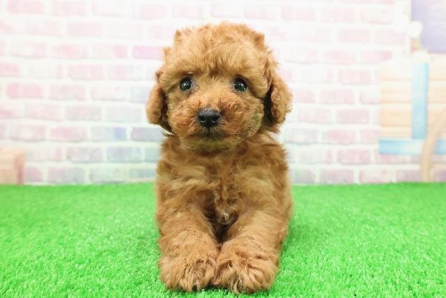 東京都のトイプードル(トイ) (Coo&RIKU八王子西店/2025年11月25日生まれ/女の子/レッド)の子犬の1枚目の画像