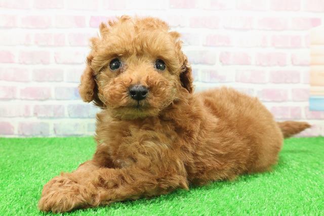 東京都のトイプードル(トイ) (Coo&RIKU八王子西店/2025年11月25日生まれ/女の子/レッド)の子犬の2枚目の画像