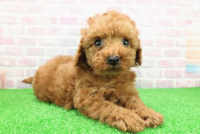 東京都のトイプードル(トイ) (Coo&RIKU八王子西店/2025年11月25日生まれ/女の子/レッド)の子犬の3枚目の画像