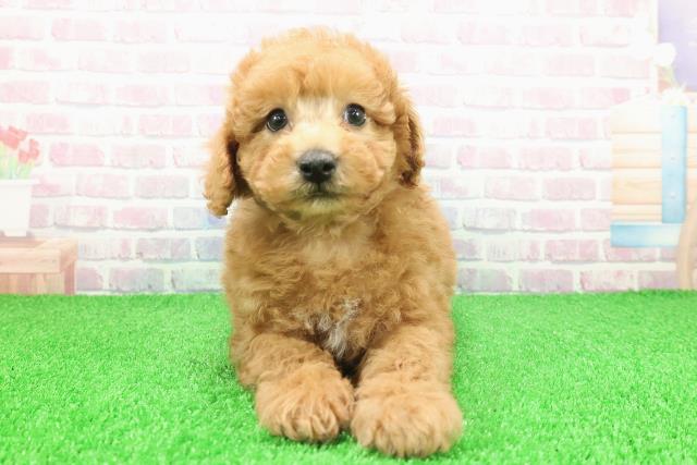 茨城県のトイプードル(トイ) (Coo&RIKU石岡店/2025年11月26日生まれ/男の子/アプリコット)の子犬の1枚目の画像