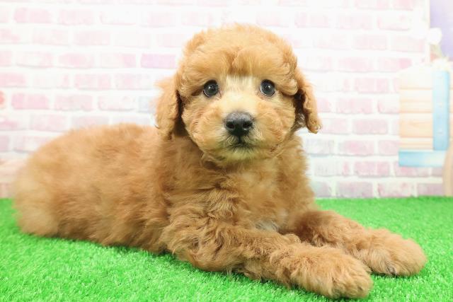 茨城県のトイプードル(トイ) (Coo&RIKU石岡店/2025年11月26日生まれ/男の子/アプリコット)の子犬の3枚目の画像