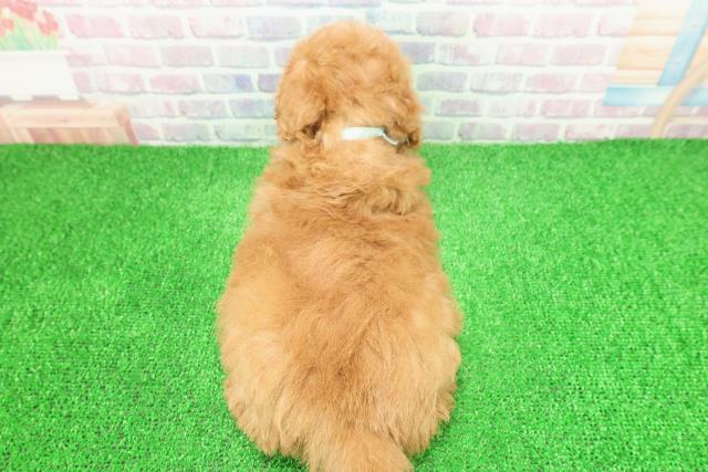 茨城県のトイプードル(トイ) (Coo&RIKU石岡店/2025年11月26日生まれ/男の子/アプリコット)の子犬の4枚目の画像