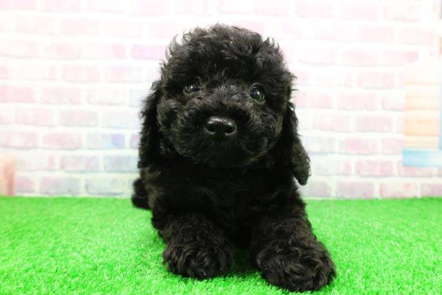 茨城県のトイプードル(トイ) (Coo&RIKU日立店/2025年11月26日生まれ/男の子/ブラック)の子犬の1枚目の画像