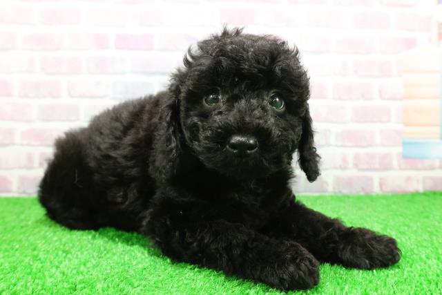 茨城県のトイプードル(トイ) (Coo&RIKU日立店/2025年11月26日生まれ/男の子/ブラック)の子犬の3枚目の画像