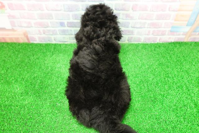 茨城県のトイプードル(トイ) (Coo&RIKU日立店/2025年11月26日生まれ/男の子/ブラック)の子犬の4枚目の画像