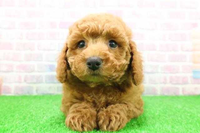 神奈川県のトイプードル(トイ) (Coo&RIKU小田原店/2025年11月26日生まれ/女の子/レッド)の子犬の1枚目の画像