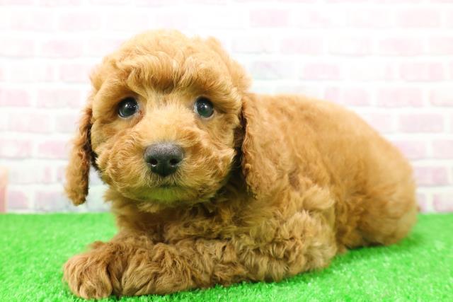 神奈川県のトイプードル(トイ) (Coo&RIKU小田原店/2025年11月26日生まれ/女の子/レッド)の子犬の2枚目の画像