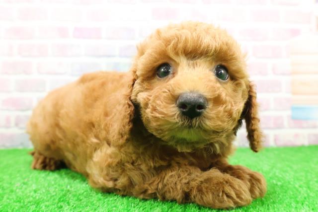 神奈川県のトイプードル(トイ) (Coo&RIKU小田原店/2025年11月26日生まれ/女の子/レッド)の子犬の3枚目の画像