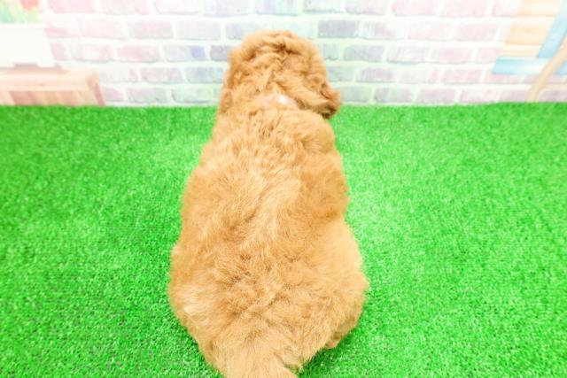 神奈川県のトイプードル(トイ) (Coo&RIKU小田原店/2025年11月26日生まれ/女の子/レッド)の子犬の4枚目の画像