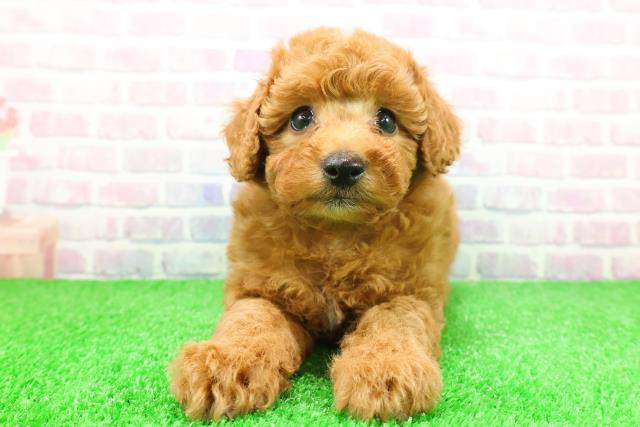 神奈川県のトイプードル(トイ) (Coo&RIKU藤沢店/2025年11月26日生まれ/女の子/レッド)の子犬の1枚目の画像