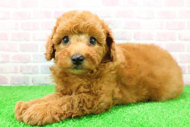 神奈川県のトイプードル(トイ) (Coo&RIKU藤沢店/2025年11月26日生まれ/女の子/レッド)の子犬の2枚目の画像