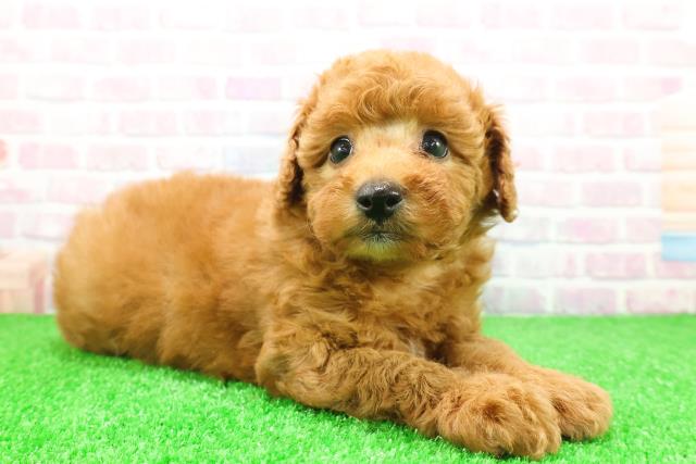 神奈川県のトイプードル(トイ) (Coo&RIKU藤沢店/2025年11月26日生まれ/女の子/レッド)の子犬の3枚目の画像