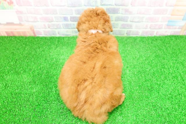 神奈川県のトイプードル(トイ) (Coo&RIKU藤沢店/2025年11月26日生まれ/女の子/レッド)の子犬の4枚目の画像