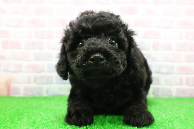 神奈川県のトイプードル(トイ) (Coo&RIKU横須賀店/2025年11月26日生まれ/女の子/ブラック)の子犬の1枚目の画像