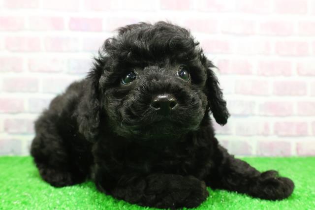 神奈川県のトイプードル(トイ) (Coo&RIKU横須賀店/2025年11月26日生まれ/女の子/ブラック)の子犬の3枚目の画像