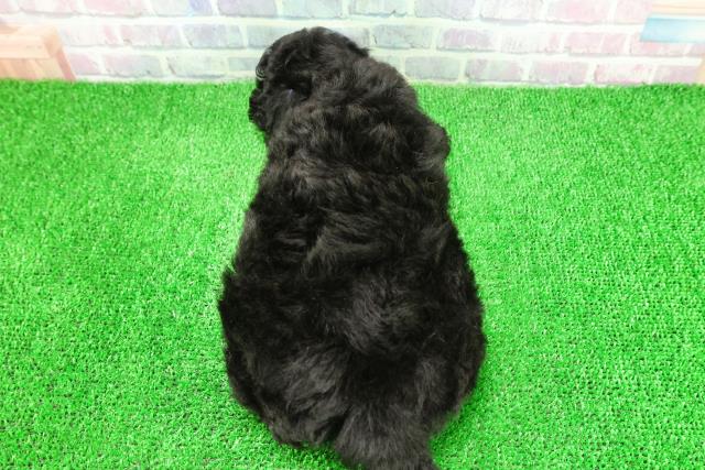 神奈川県のトイプードル(トイ) (Coo&RIKU横須賀店/2025年11月26日生まれ/女の子/ブラック)の子犬の4枚目の画像