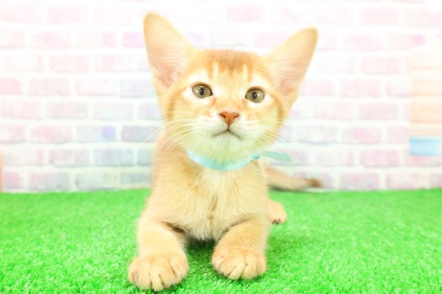 栃木県のソマリ (Coo&RIKU小山店/2025年11月26日生まれ/男の子/レッド)の子猫の1枚目の画像