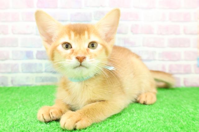 栃木県のソマリ (Coo&RIKU小山店/2025年11月26日生まれ/男の子/レッド)の子猫の2枚目の画像