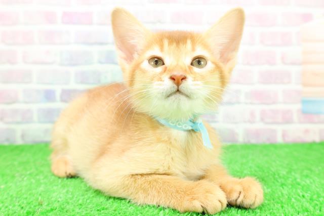 栃木県のソマリ (Coo&RIKU小山店/2025年11月26日生まれ/男の子/レッド)の子猫の3枚目の画像