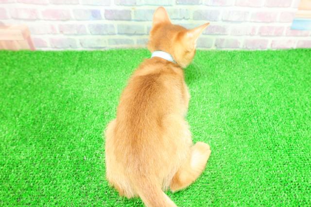 栃木県のソマリ (Coo&RIKU小山店/2025年11月26日生まれ/男の子/レッド)の子猫の4枚目の画像