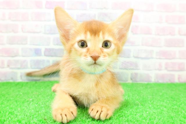 神奈川県のソマリ (Coo&RIKU江の島店/2025年11月26日生まれ/男の子/レッド)の子猫の1枚目の画像