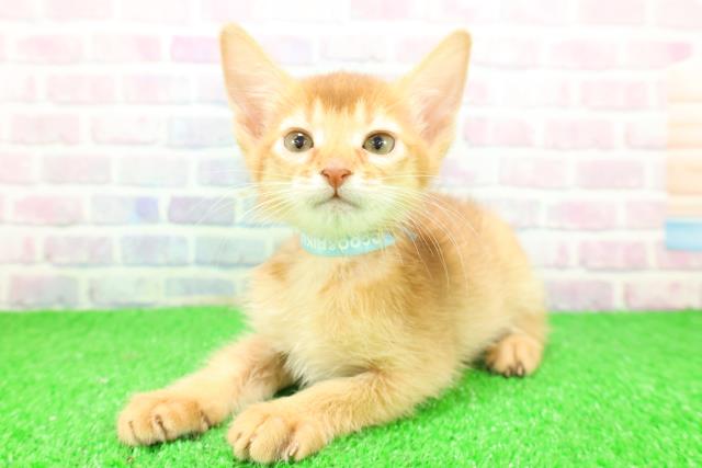 神奈川県のソマリ (Coo&RIKU江の島店/2025年11月26日生まれ/男の子/レッド)の子猫の2枚目の画像