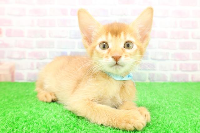 神奈川県のソマリ (Coo&RIKU江の島店/2025年11月26日生まれ/男の子/レッド)の子猫の3枚目の画像