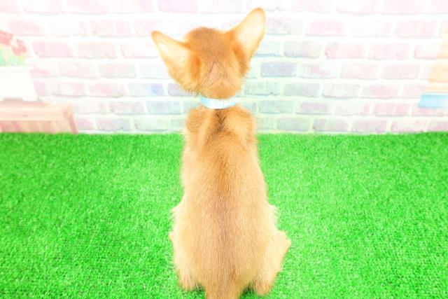 神奈川県のソマリ (Coo&RIKU江の島店/2025年11月26日生まれ/男の子/レッド)の子猫の4枚目の画像