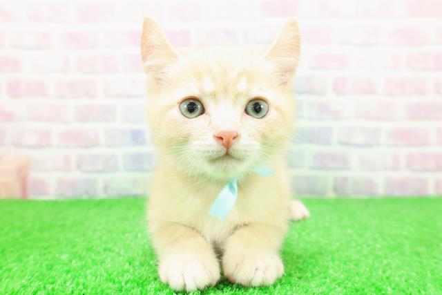 神奈川県のアメリカンカール (Coo&RIKU秦野店/2025年11月16日生まれ/男の子/クリームタビー)の子猫の1枚目の画像