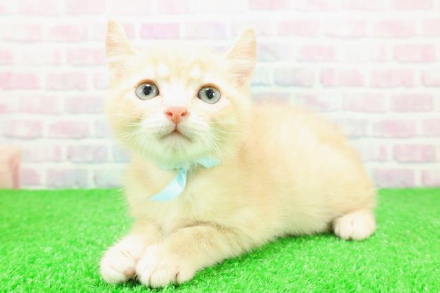 神奈川県のアメリカンカール (Coo&RIKU秦野店/2025年11月16日生まれ/男の子/クリームタビー)の子猫の2枚目の画像