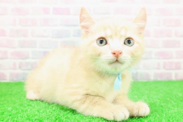 神奈川県のアメリカンカール (Coo&RIKU秦野店/2025年11月16日生まれ/男の子/クリームタビー)の子猫の3枚目の画像