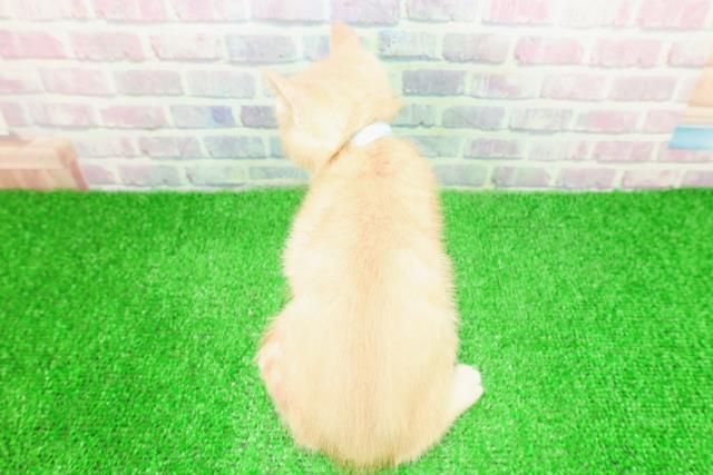 神奈川県のアメリカンカール (Coo&RIKU秦野店/2025年11月16日生まれ/男の子/クリームタビー)の子猫の4枚目の画像