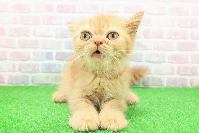 栃木県のエキゾチック (Coo&RIKUFKDインターパーク店/2025年10月25日生まれ/女の子/レッドタビー)の子猫の1枚目の画像