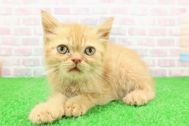 栃木県のエキゾチック (Coo&RIKUFKDインターパーク店/2025年10月25日生まれ/女の子/レッドタビー)の子猫の2枚目の画像