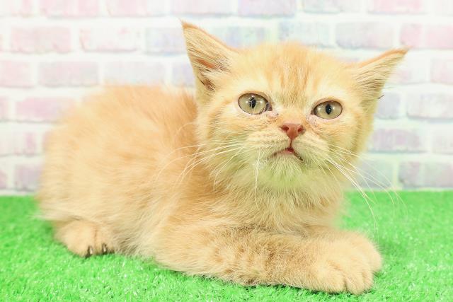 栃木県のエキゾチック (Coo&RIKUFKDインターパーク店/2025年10月25日生まれ/女の子/レッドタビー)の子猫の3枚目の画像