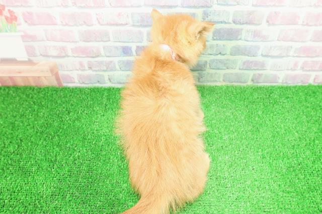 栃木県のエキゾチック (Coo&RIKUFKDインターパーク店/2025年10月25日生まれ/女の子/レッドタビー)の子猫の4枚目の画像